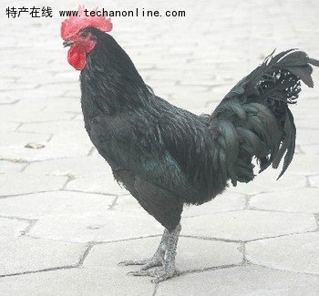 寿光鸡