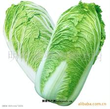 滕州大白菜