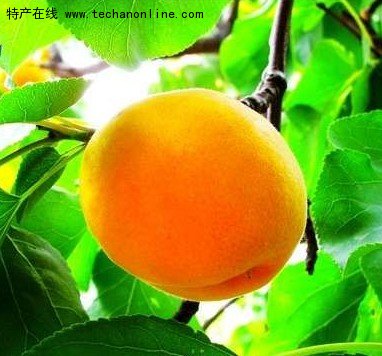 少山红杏