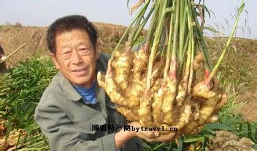乳山大姜