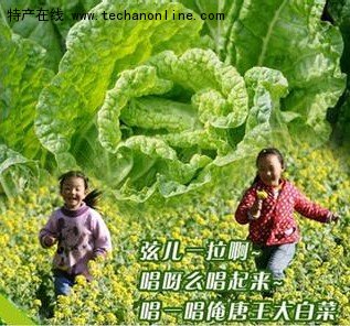 唐王大白菜