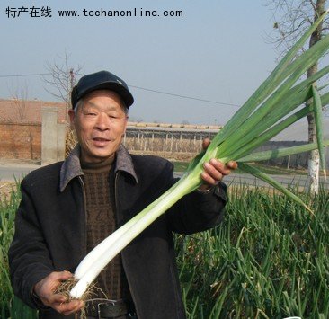 寿光大葱