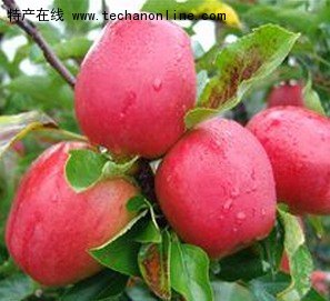 平阴玫瑰红苹果