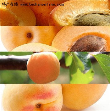 张夏玉杏