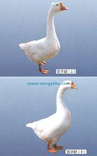 金乡百子鹅