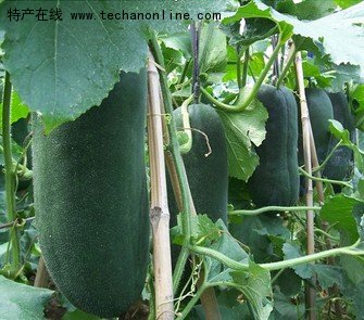 瓦西黑皮冬瓜