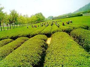 剑门绿茶