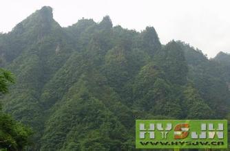 大巴山黄牛