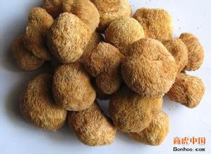 小金猴头菌