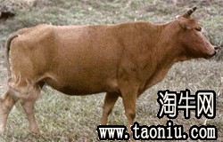 三江黄牛