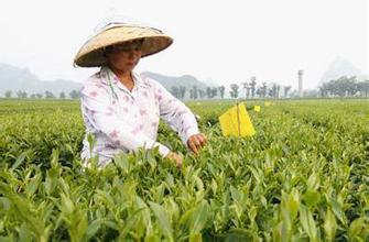 筠连绿茶