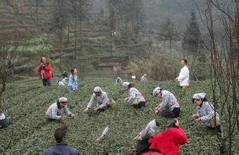 老峨山禅茶