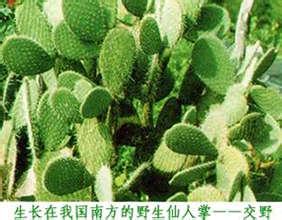 野生仙人掌