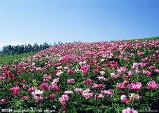 沐川山茶