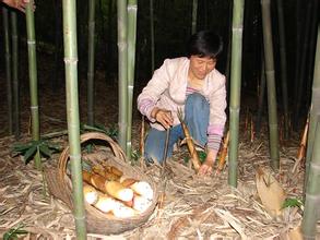 峨眉竹笋