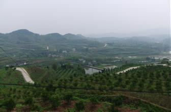 高坪脐橙“南良3号