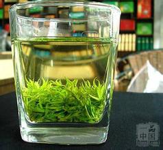 筠连苦丁茶