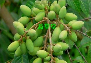 合江青果