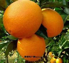 新津脐橙