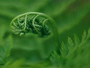 黑水蕨菜