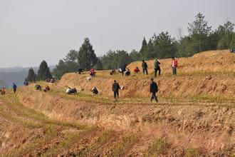 旺苍茶叶