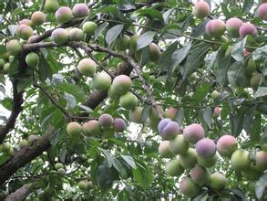 宜宾县茵红李
