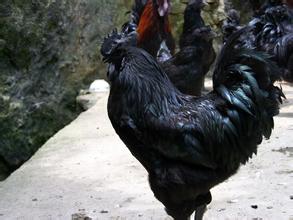 金阳乌骨鸡