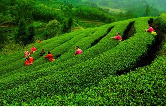 南江大叶茶