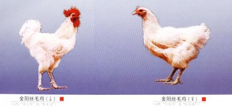 金阳丝毛鸡