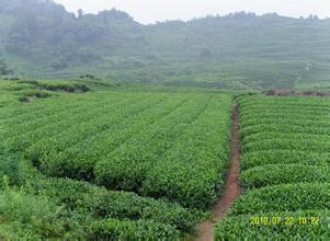 马边茶叶