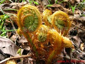 山野菜、山野果