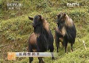 古蔺马羊