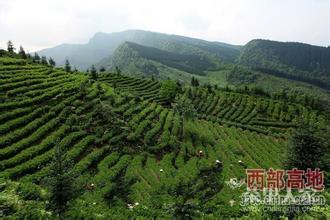 洪雅绿茶