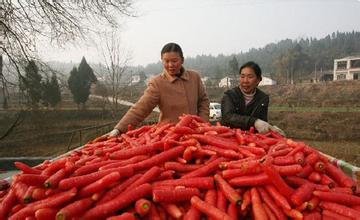木龙观红萝卜