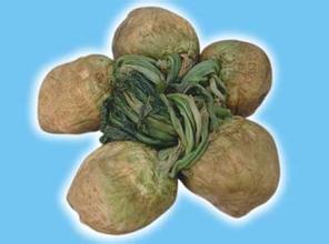黄塘头莱