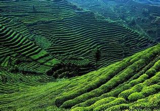 蒙山茶