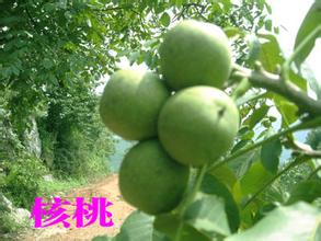 空山核桃