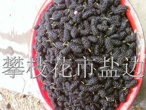 盐边桑椹