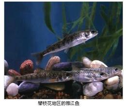 雅江鱼