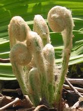 北川薇菜