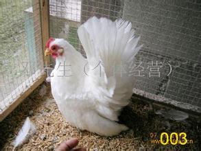 矮脚鸡