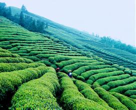 峨眉山茶