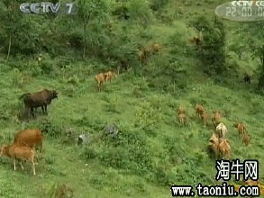 空山黄牛
