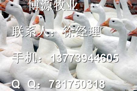 四川白鹅