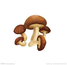 华蓥山香菇
