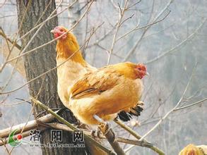 爬树鸡