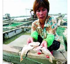流沙鱼