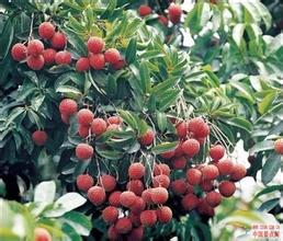 麻园荔枝