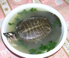溱湖甲鱼