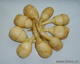苏州慈姑